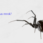 Webinar 43: Czy jest w nas mrok?