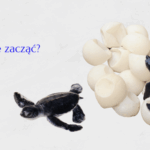 Webinar 44: Jak dobrze zacząć?