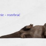 Webinar 48: Odsłonić, nie&nbsp;– rozebrać