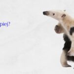 Webinar 49: Kto wie lepiej?